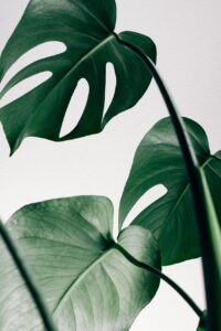 close-up, nature, decoration, leaves, plant