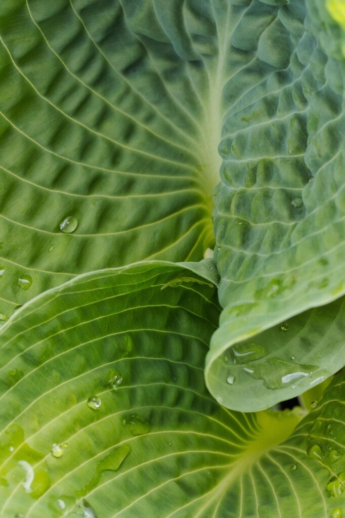 plant, leaves, hosta, botany, foliage, growth, nature, green, aesthetic wallpaper, phone wallpaper
