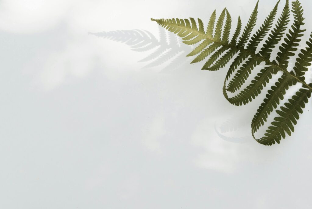 Elegant fern leaf with shadow on a white background, perfect for minimal design aesthetics.