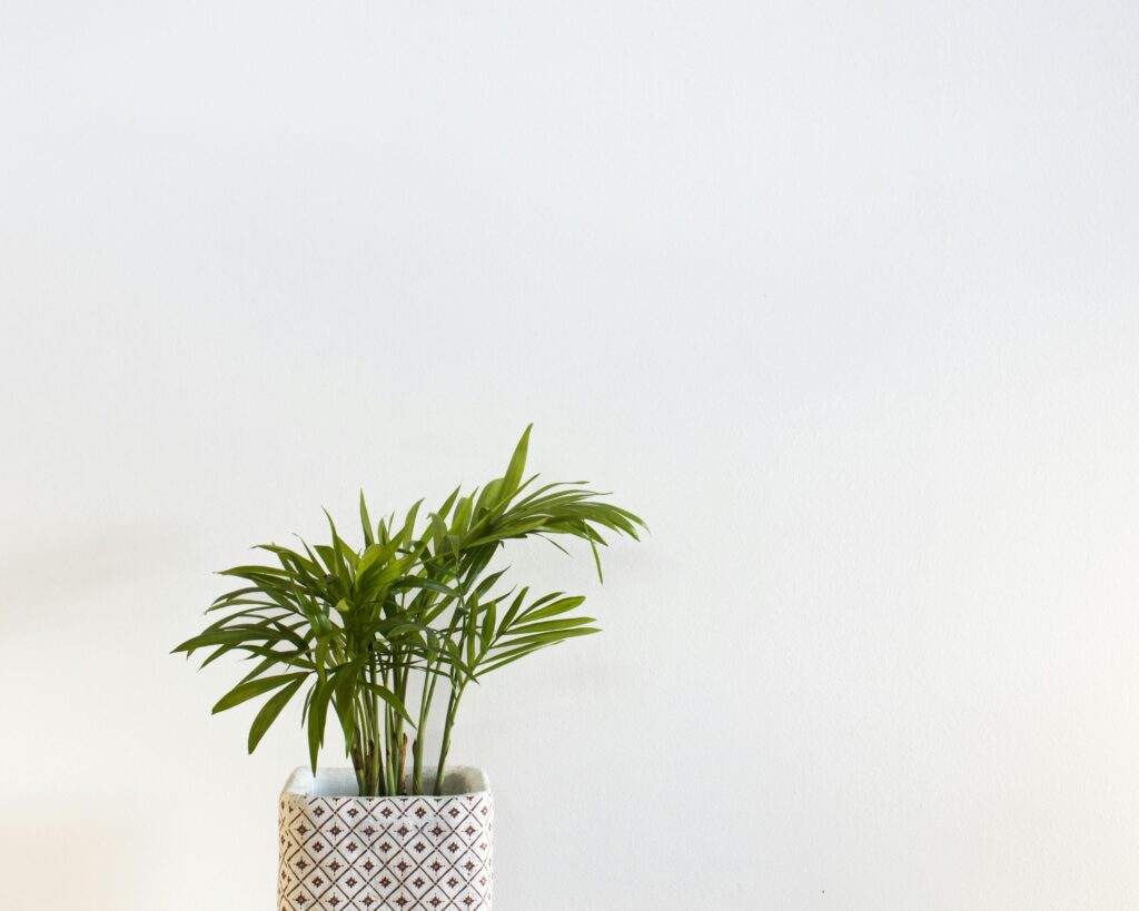 Minimalist decor with a potted Areca palm against a white wall, perfect for modern interiors.