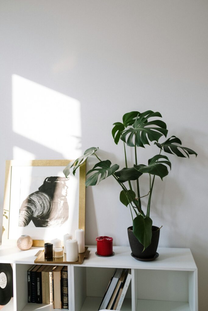 Elegant room decor featuring a thriving Monstera plant and modern furnishings.