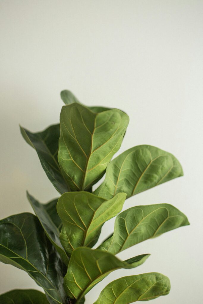 Lush green fiddle leaf fig with bold leaves against a light background, ideal for indoor decor.