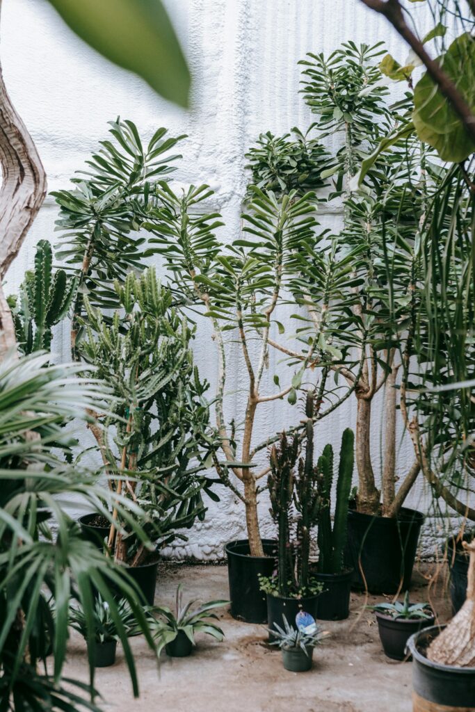 Various exotic plants growing in pots placed on floor against light wall in daytime