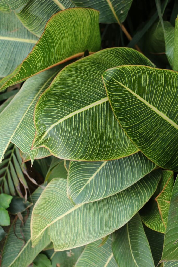 Close-up of lush green tropical foliage featuring striped leaves, showcasing nature
