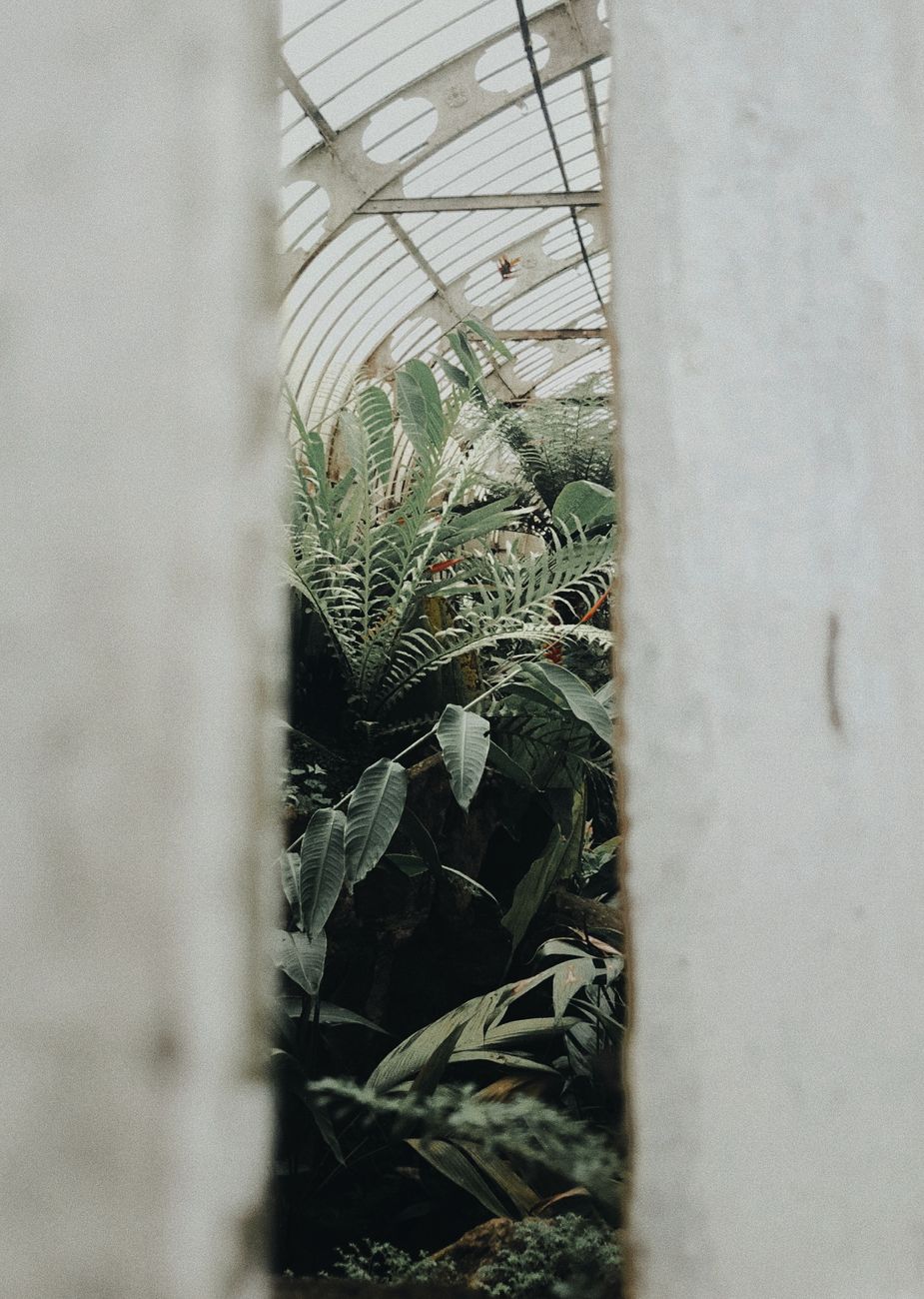 green leafed plants