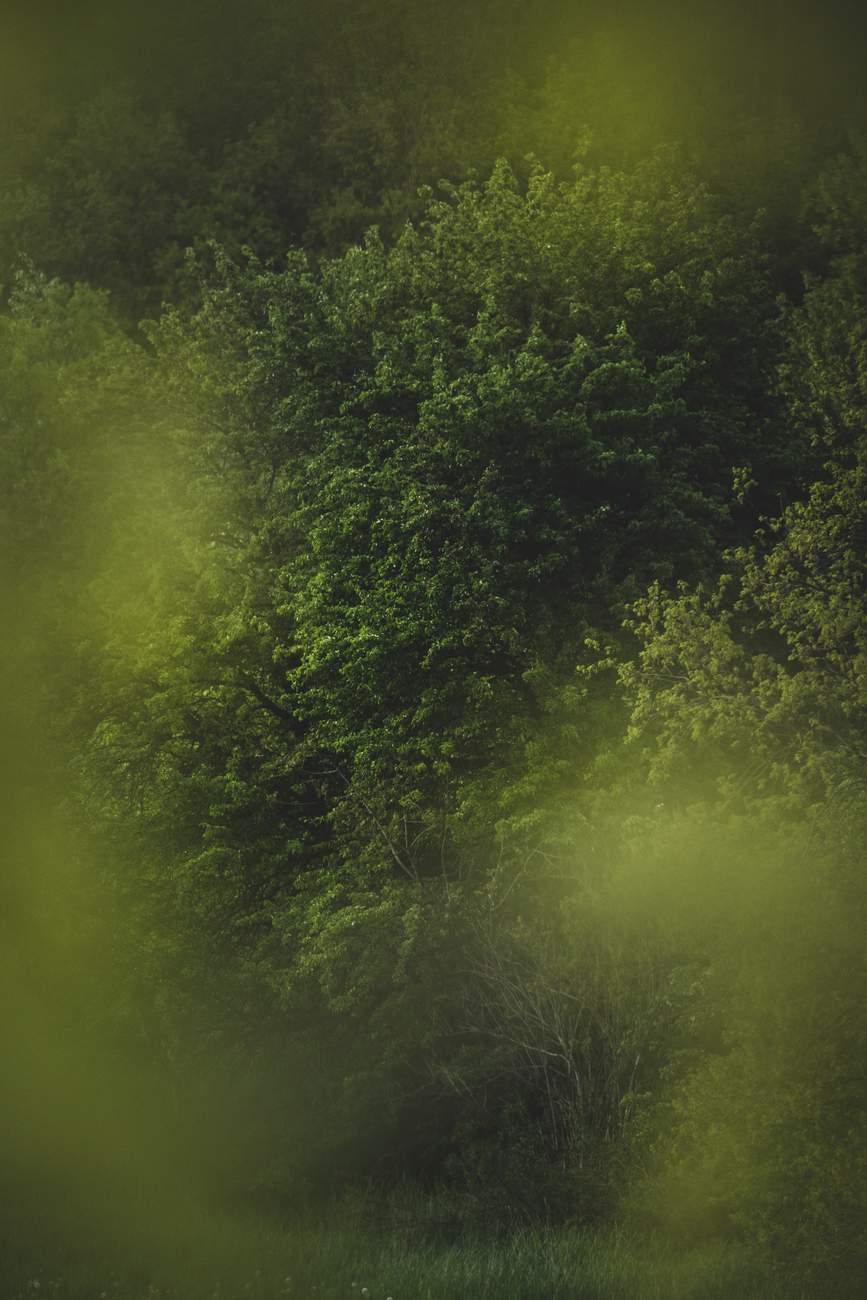 green trees on forest